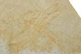 Fossil Dragonfly (Pos/Neg) - Solnhofen Limestone #227344-2